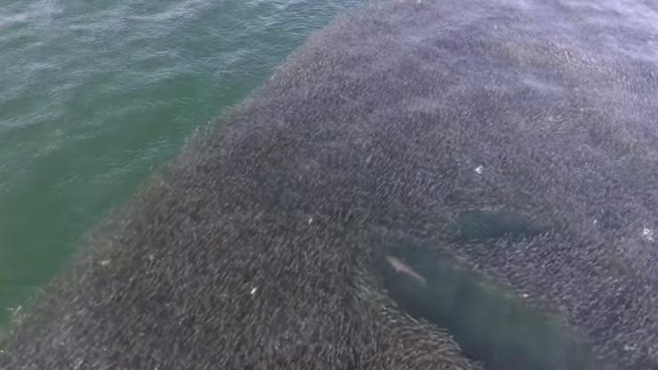 Morski psi proždiru ribe