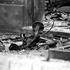 Rijeka: Eksplozija bombe pred zgradom MUP-a 20. listopada 1995. godine
