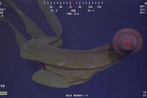 Stygiomedusa gigantea