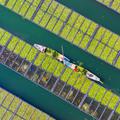 HANGZHOU, CHINA - DECEMBER 06: Aerial view of workers growing water celery (oenanthe javanica) on ecological floating be