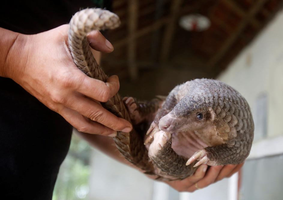 Ljuskavac ili pangolin u Vijetnamu