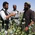 Uzgoj opijuma u Afganistanu