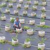 Farmers tend potted blueberry plants in east China's Zhejiang