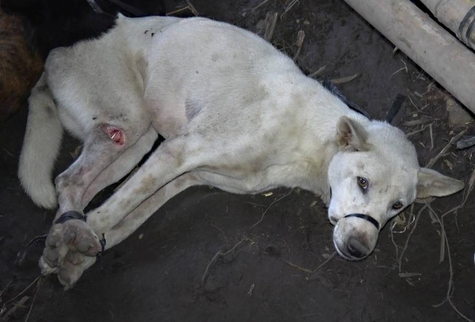 Trgovina psećim mesom na Baliju | Author: Animal Australia