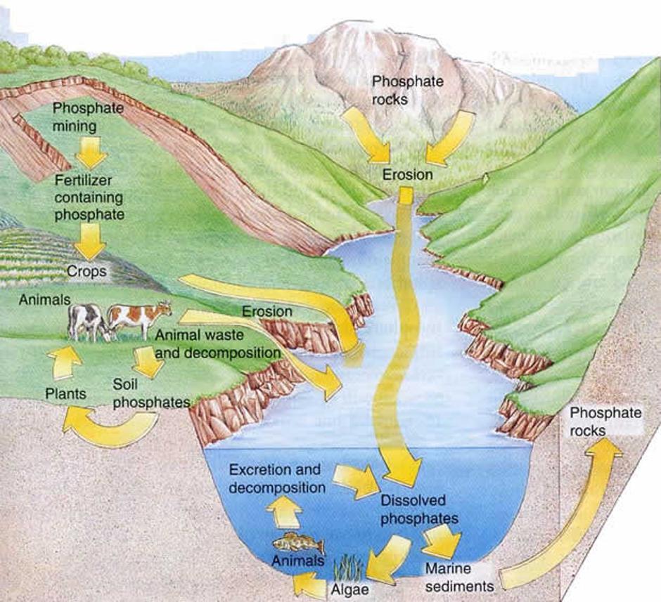 Taloženje fosfora u ekosustavu | Author: Wikimedia Commons