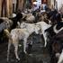 Goats for sale are seen inside a livestock market ahead of the Eid al-Adha festival in Kolkata