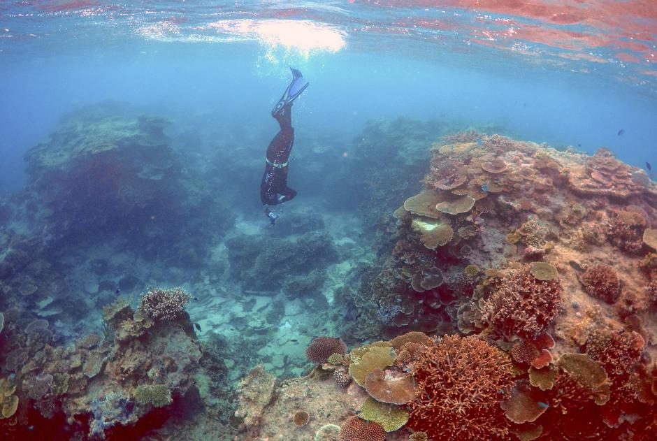 Veliki koraljni greben | Author: REUTERS