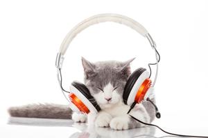 Glazba za mačke