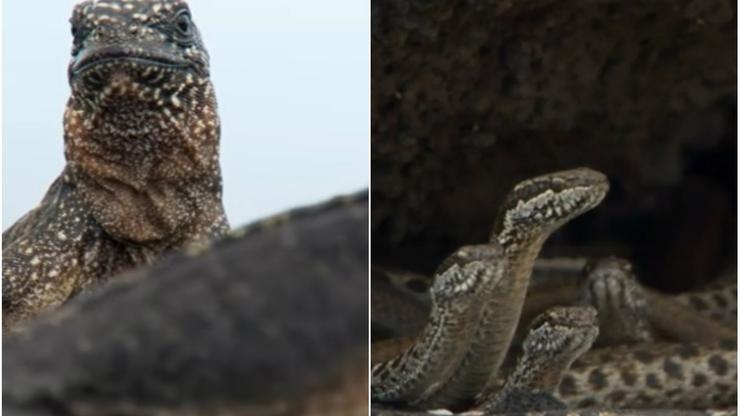 Morska iguana i zmije
