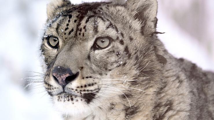 Snježni leopard.