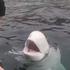 Bijeli kit beluga uhvaćen u Norveškoj