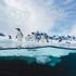 Penguins at Port Lockroy, Antarctic - 11 Dec 2017