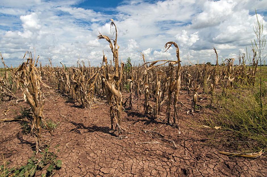 Suša na usjevima uslijed klimatskih promjena | Author: USDA/ Bob Nicols