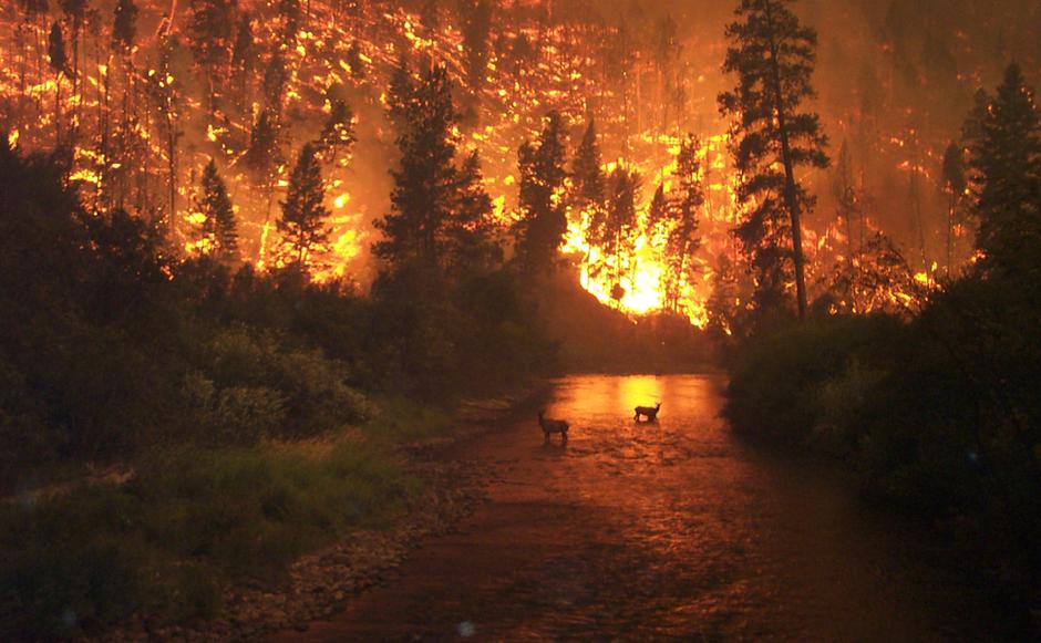 Šumski požar | Author: John McColgan, Bureau of Land Management, Alaska Fire Service/ public domain