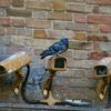 Nadzorne kamere s golubom