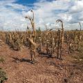 Suša na usjevima uslijed klimatskih promjena