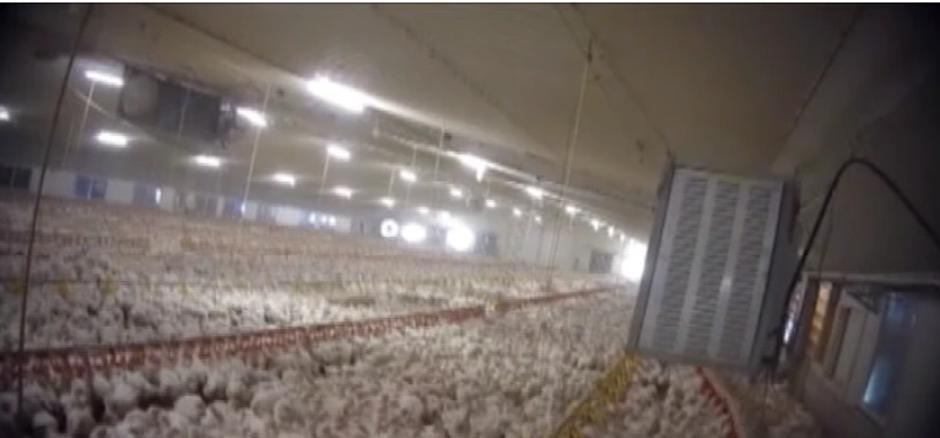 Uzgoj piletine na farmama | Author: Screenshot