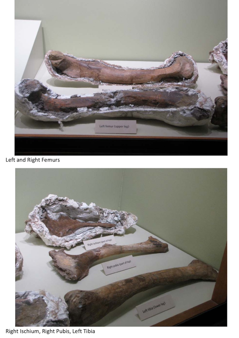 Fosilizirani kostur mladunčeta tiranosaura ponuđenog na eBayu | Author: eBay