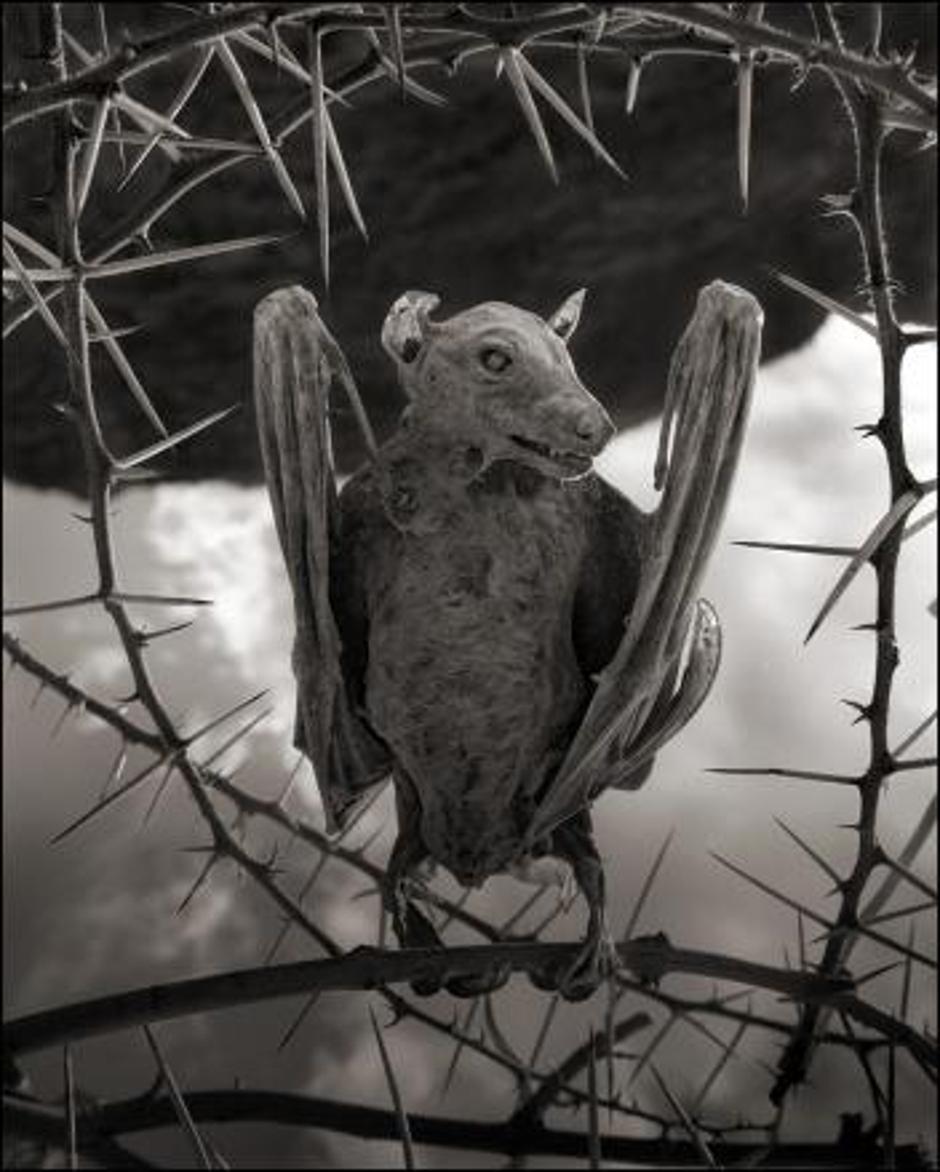 Mumificirane životinje s jezera Natron | Author: Nick Brandt