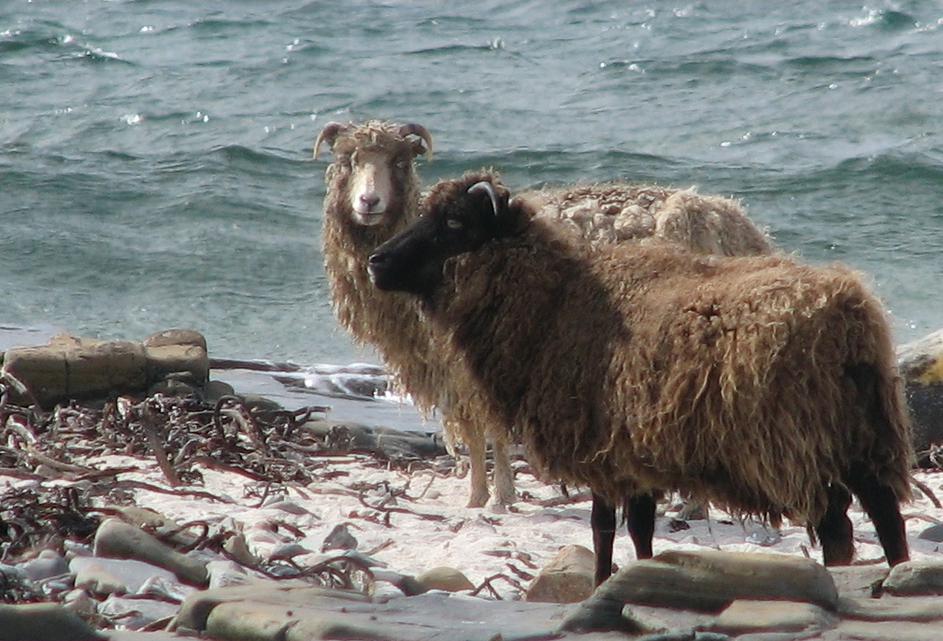Ovce sa Sjevernog Ronaldsayja
