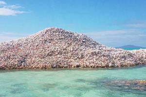Groblje morskih školjki na Anegadi