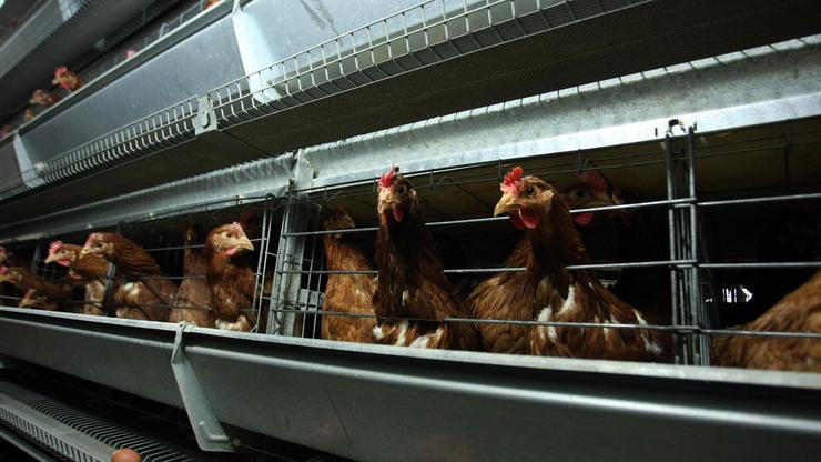 Zagreb: Tvornica za proizvodnju teku?ih pasteriziranih jaja