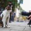 Westminster Scenes