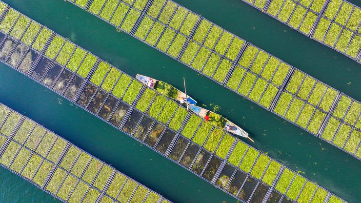 HANGZHOU, CHINA - DECEMBER 06: Aerial view of workers growing water celery (oenanthe javanica) on ecological floating be