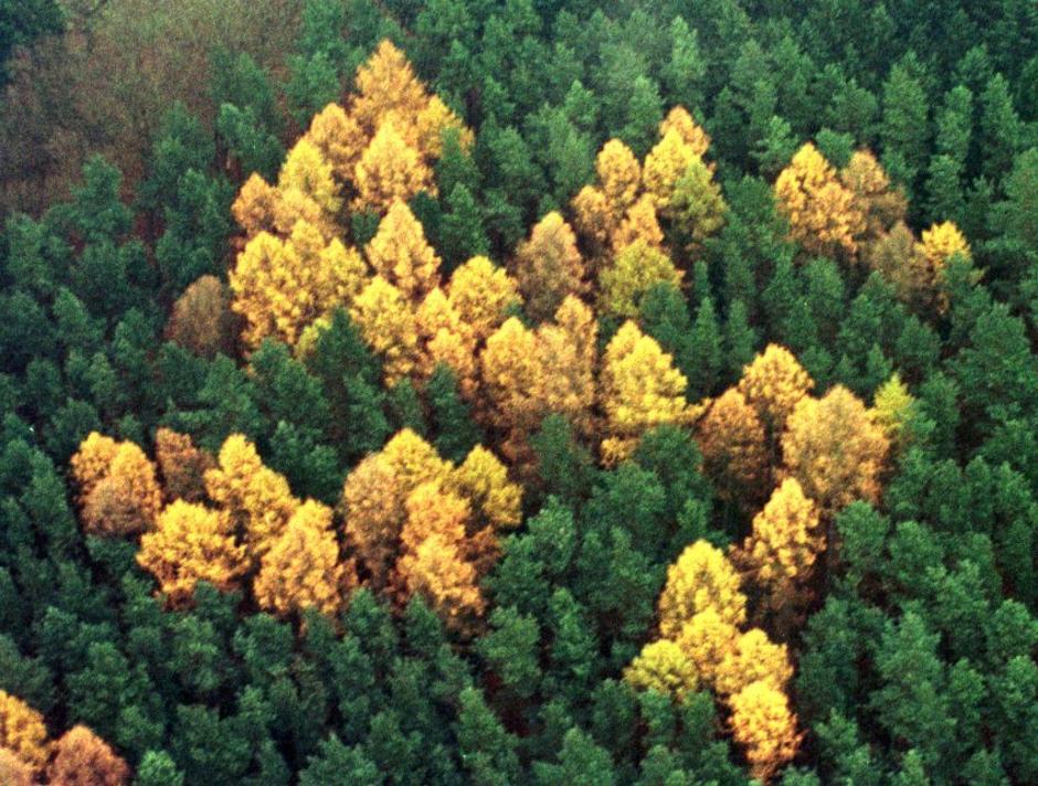 Simbol svastike u šumi u istočnoj Njemačkoj | Author: Reuters