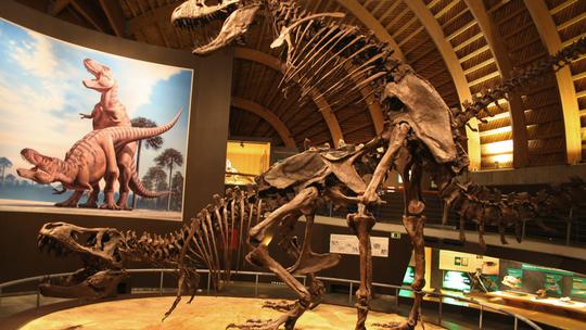 Kosturi tiranosaura reksa