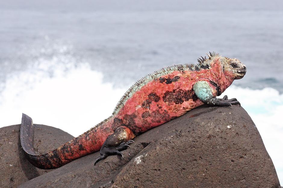 Galapagos | Author: Wikipedia
