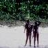 North sentinelese family, tribal people, Andaman and Nicobar island, India, Asia, Indian, Asian