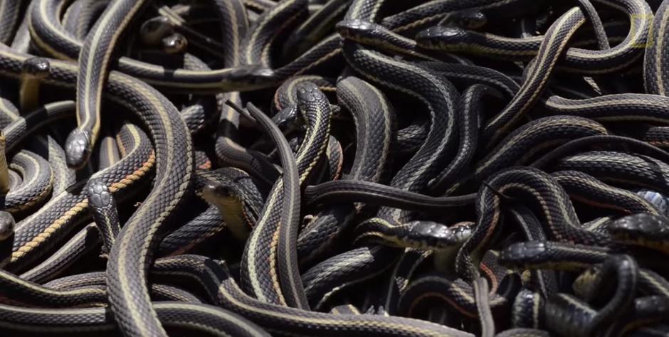 Leglo zmija u Kanadi | Author: Screenshot National Geographic/YouTube