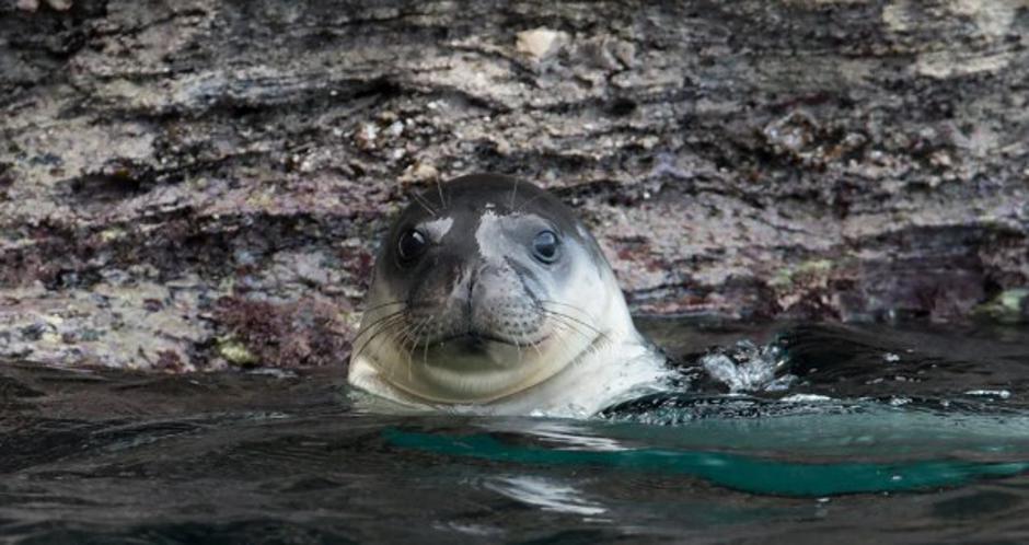  | Author: WWF Greece