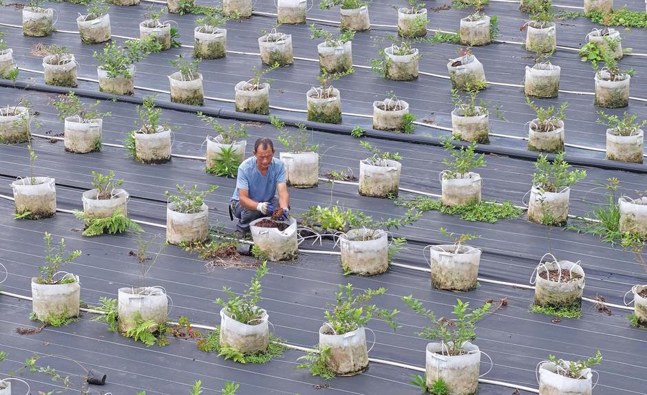 Farmers tend potted blueberry plants in east China's Zhejiang | Author: Profimedia