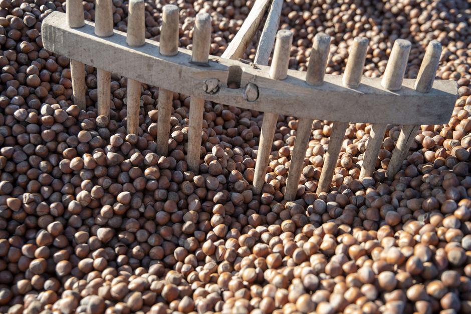 Hazelnut harvest in Turkiye's Giresun | Author: Profimedia