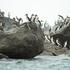 Displaced by El Nino, South American seabirds flock to Panama