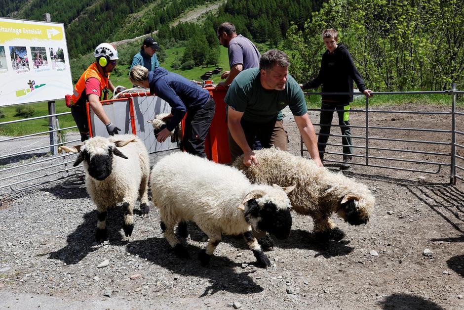 Sheep arrive by helicopter in Wiler, near the town of Blatten, Switzerland | Author: Stefan Wermuth/REUTERS