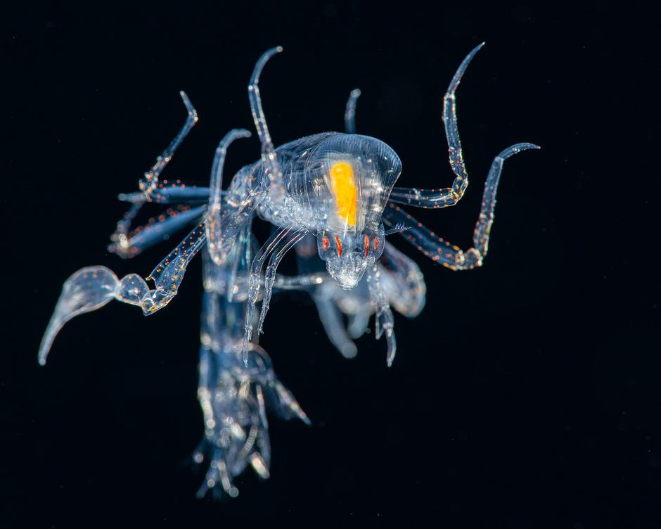 These tiny sea creatures look like they belong on another planet | Author: 