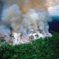 Lažne fotografije amazonske prašume