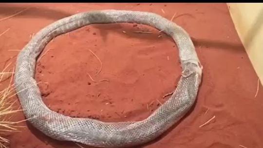 Piton koji presvlači kožu