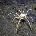 Divovski antarktički morski pauk