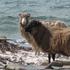 Ovce sa Sjevernog Ronaldsayja