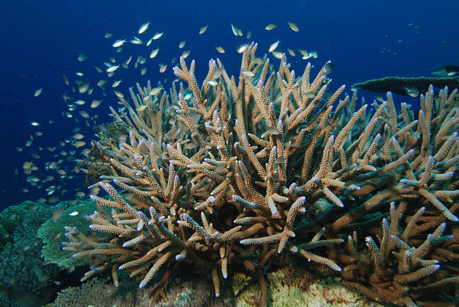 Koralji