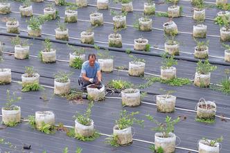 Farmers tend potted blueberry plants in east China's Zhejiang