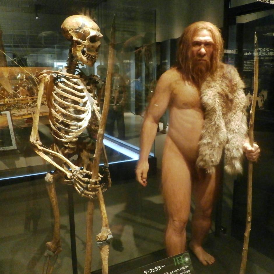 Kostur neandertalca i replika osobe | Author: Photaro