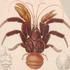 This print of *Birgus latro*, also known as the coconut crab, is part of the *Iconographia Zoologica* collection at the University of Amsterdam. The print depicts the species in great detail.