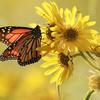 Monarch Butterfly in Iowa, Salix, USA - 24 Sep 2025