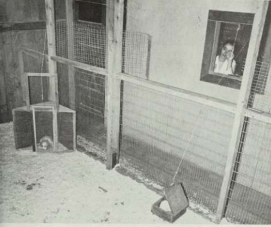  | Author: gwern.net/doc/genetics/heritable/dog/