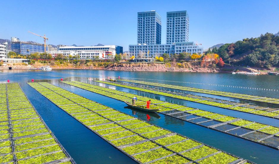 HANGZHOU, CHINA - DECEMBER 06: Aerial view of workers growing water celery (oenanthe javanica) on ecological floating be | Author: Profimedia